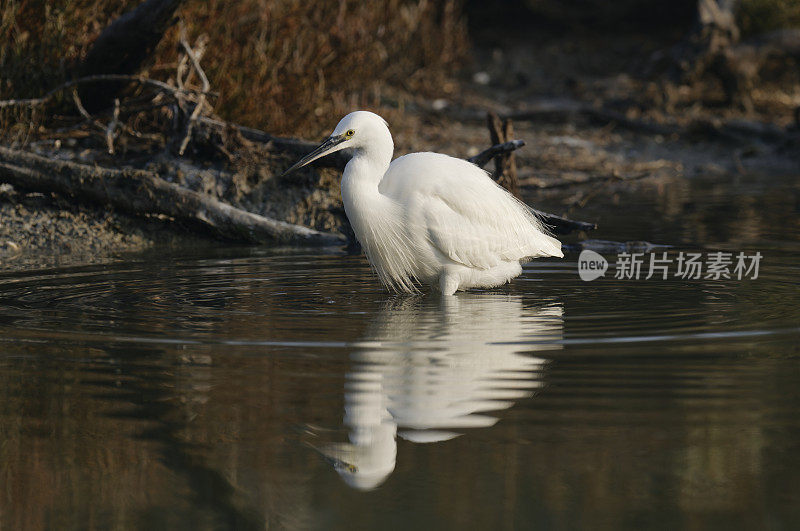 小白鹭(Egretta garzetta)